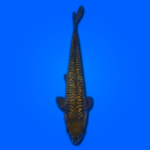 Carpa koi Ginrin Chagoi