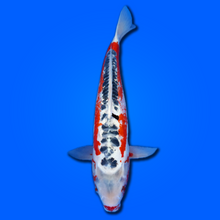 Carpa koi Hi Shusui
