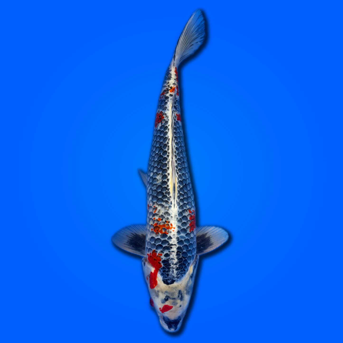 Carpa koi Kujaku