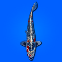 Carpa koi Kujaku