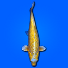 Carpa koi Yamabuki