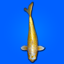Carpa koi Yamabuki