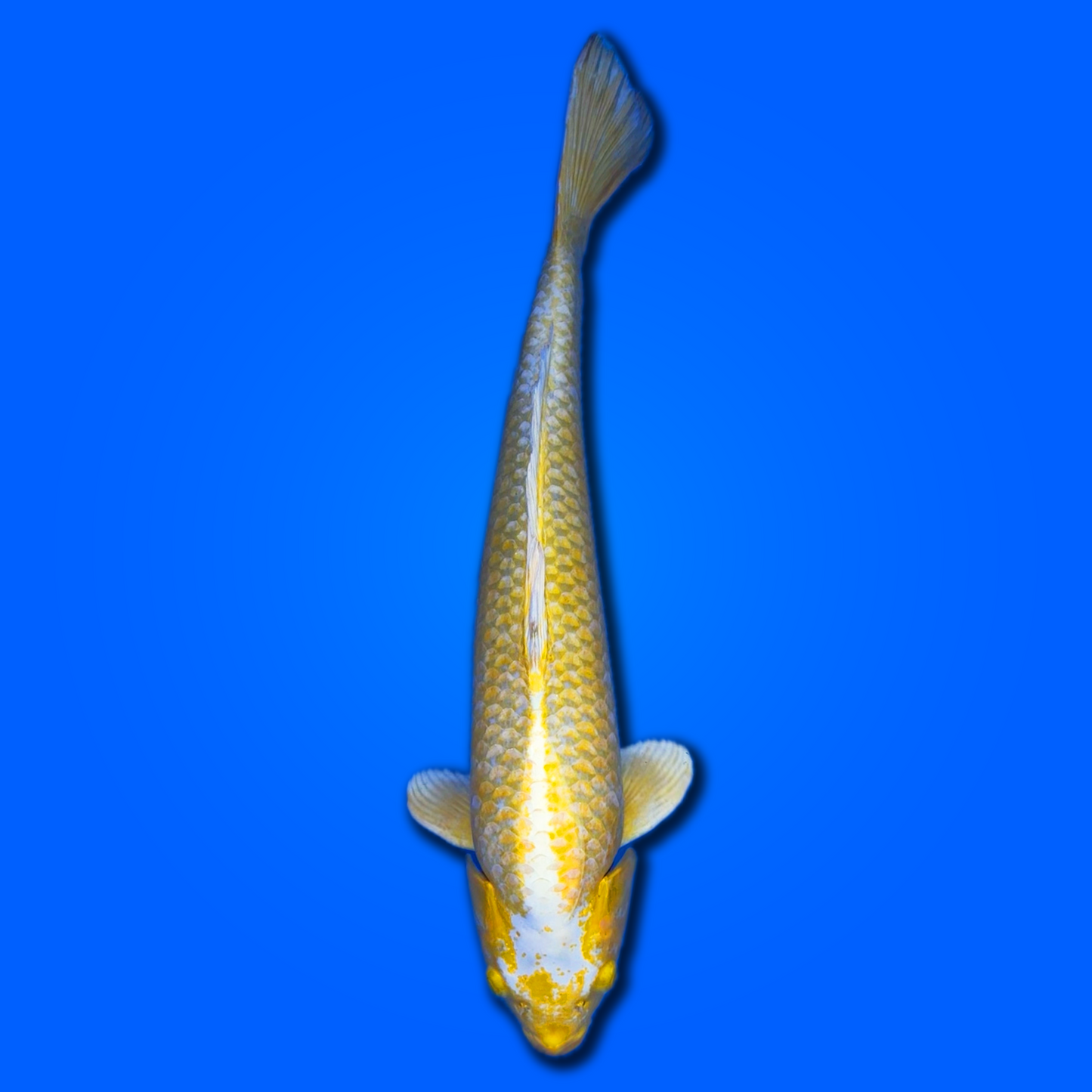 Carpa koi Yamabuki