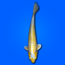 Carpa koi Yamabuki