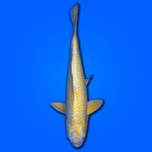 Carpa koi Yamabuki