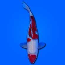 Carpa koi Maruten Goromo