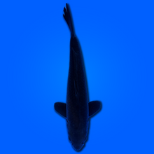 Carpa koi Karasugoi