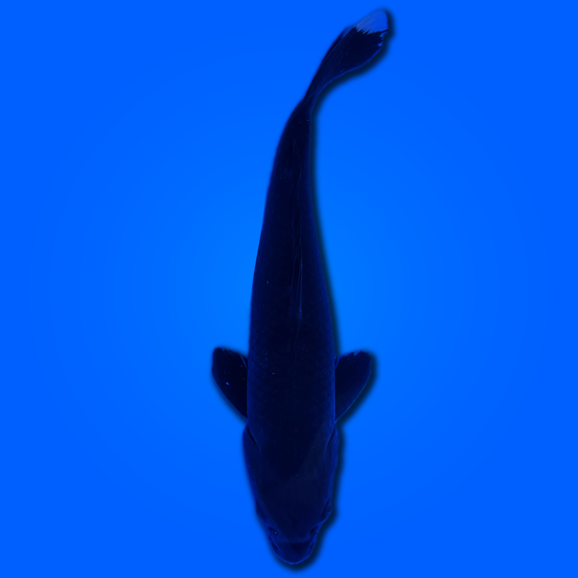 Carpa koi Hajiro