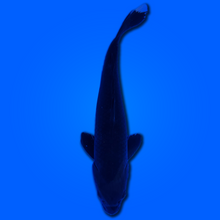 Carpa koi Hajiro