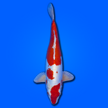 Carpa koi Doitsu Kin Kikokuryu