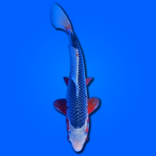 Carpa koi Asagi