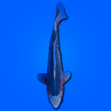 Carpa koi Asagi