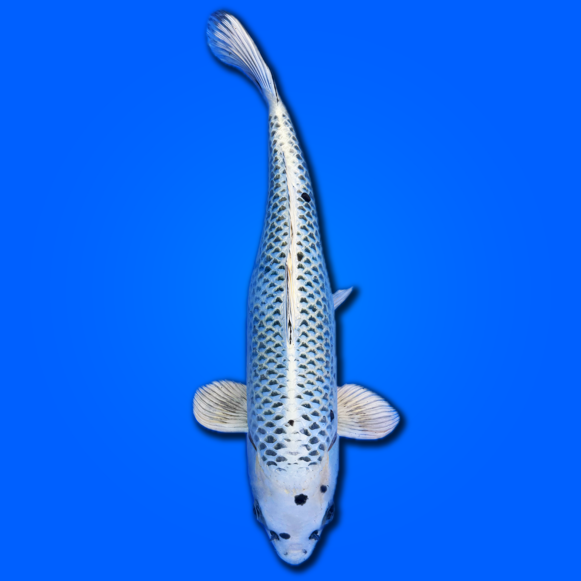 Carpa koi Shiro Matsuba