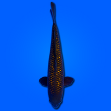 Carpa koi Chagoi