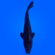 Carpa koi Chagoi