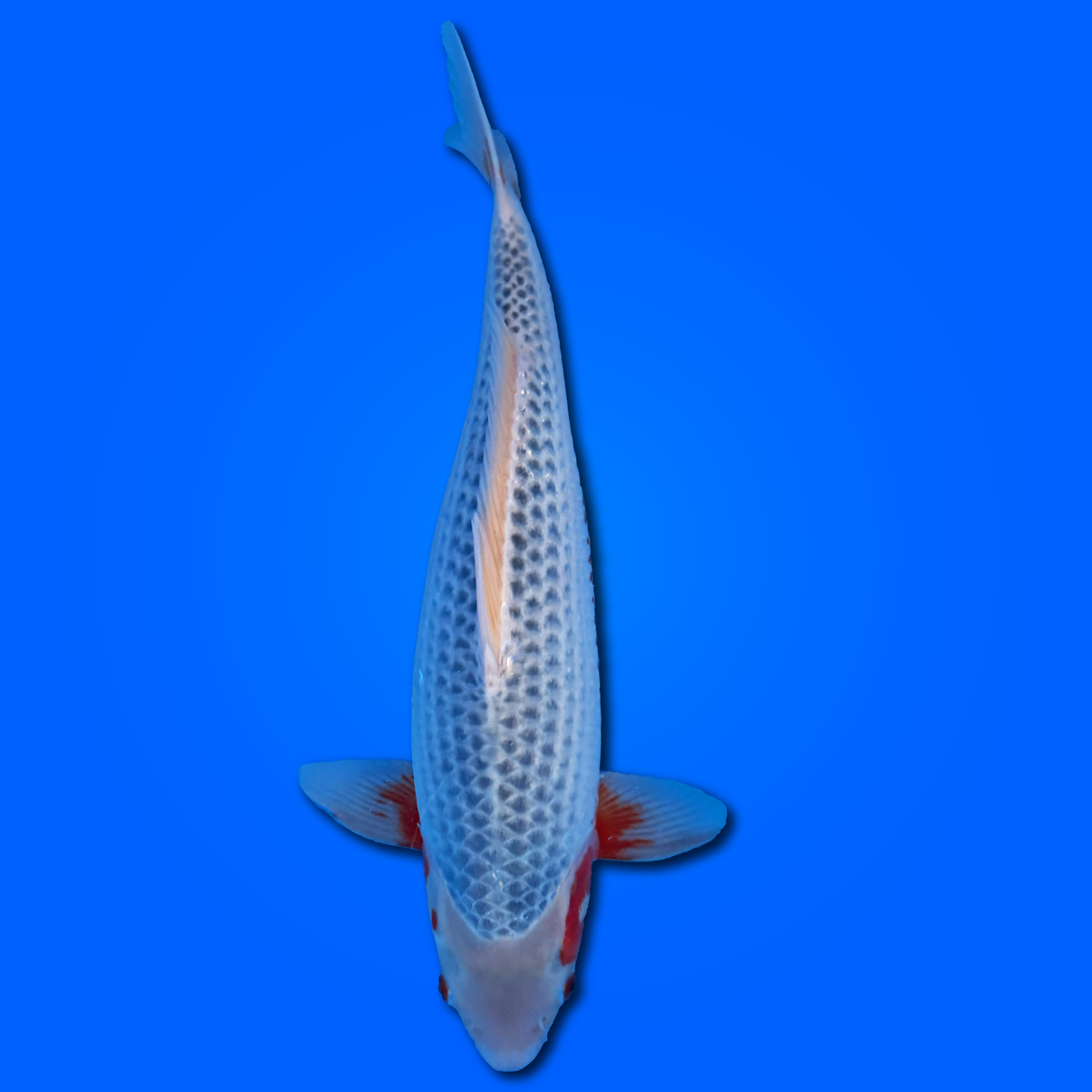 Carpa Koi Asagi - Selezione Giappone 2025