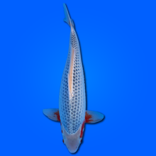 Carpa Koi Asagi - Selezione Giappone 2025