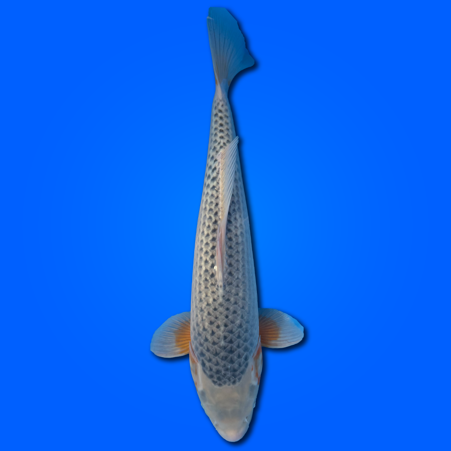 Carpa Koi Asaji - Selezione Giappone 2025