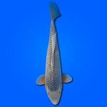 Carpa Koi Asaji - Selezione Giappone 2025