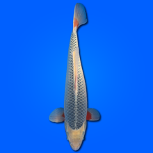 Carpa Koi Asaji - Selezione Giappone 2025