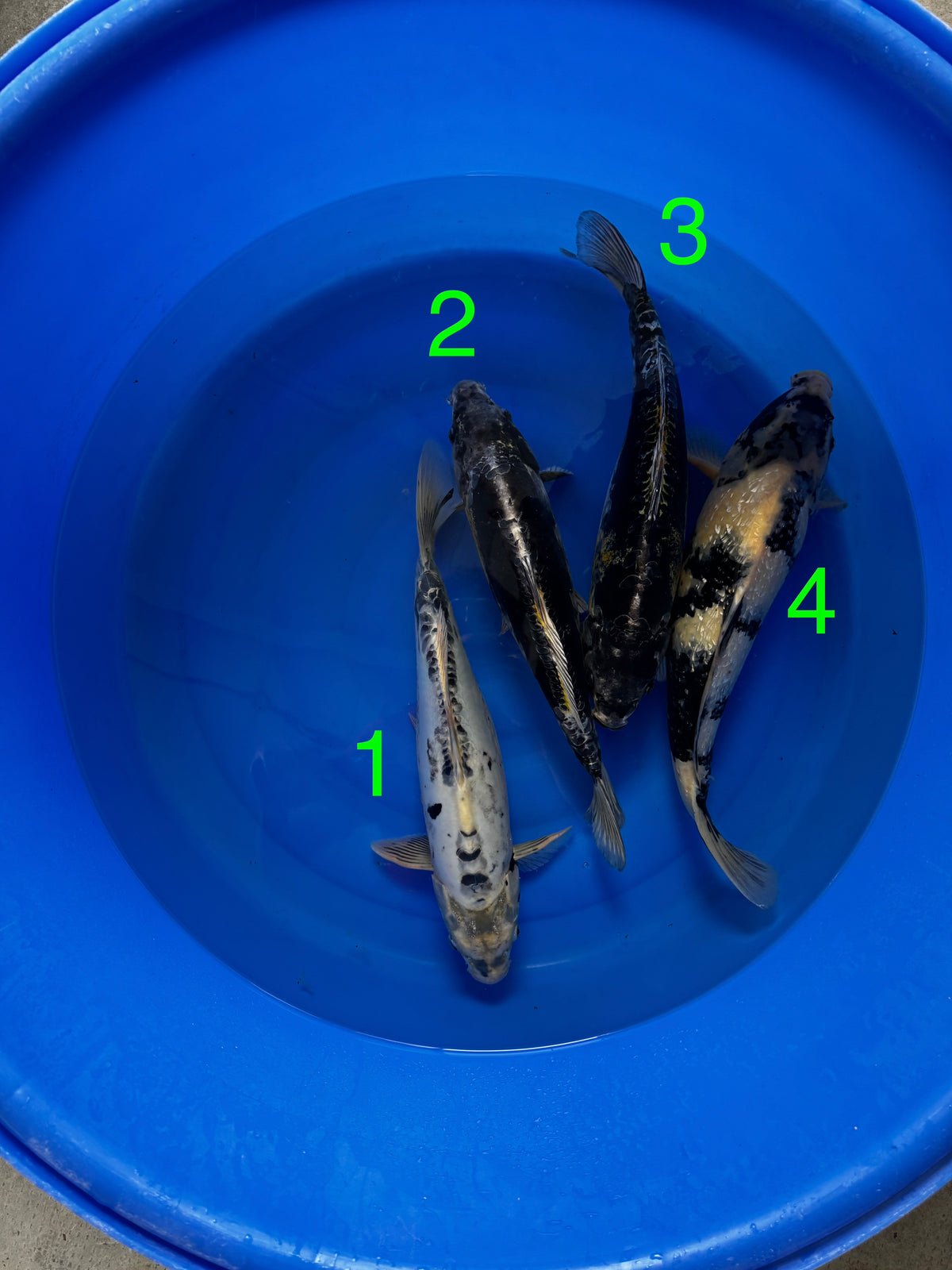 Carpe Koi - Box B26