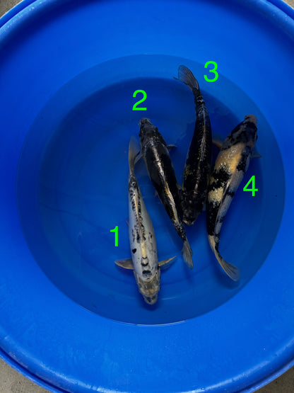 Carpe Koi - Box B26