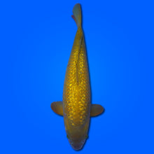 Carpa Koi Chagoi Ginrin (Giappone 2025)