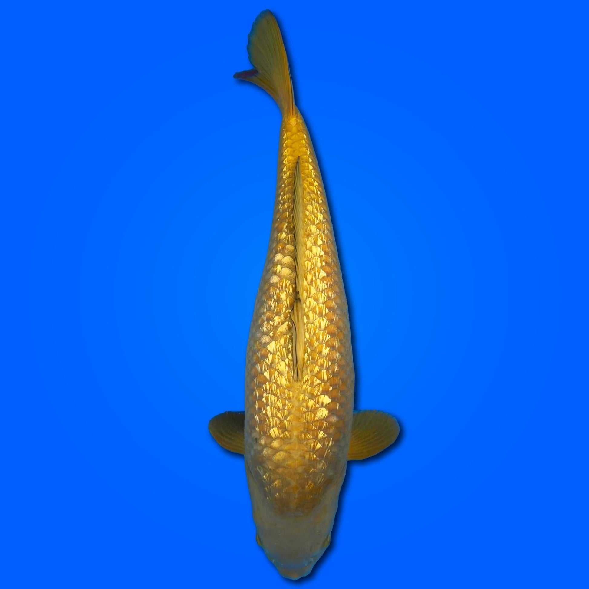 Carpa Koi Chagoi Ginrin (Giappone 2025)