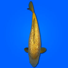 Carpa Koi Chagoi Ginrin (Giappone 2025)