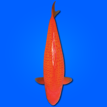 Carpa Koi Ginrin Benigoi (Giappone 2025)