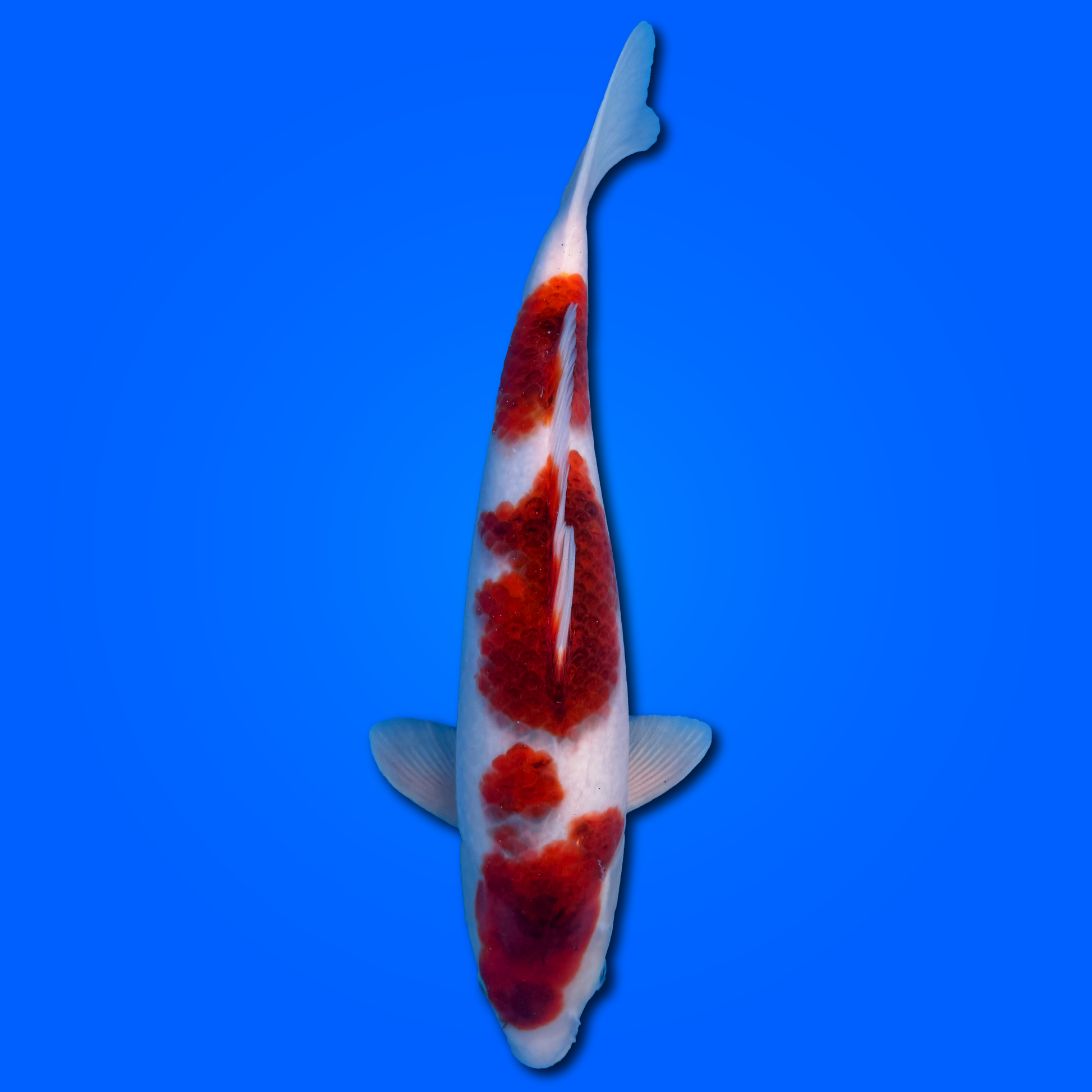 Carpa Koi Goromo (Giappone 2025)