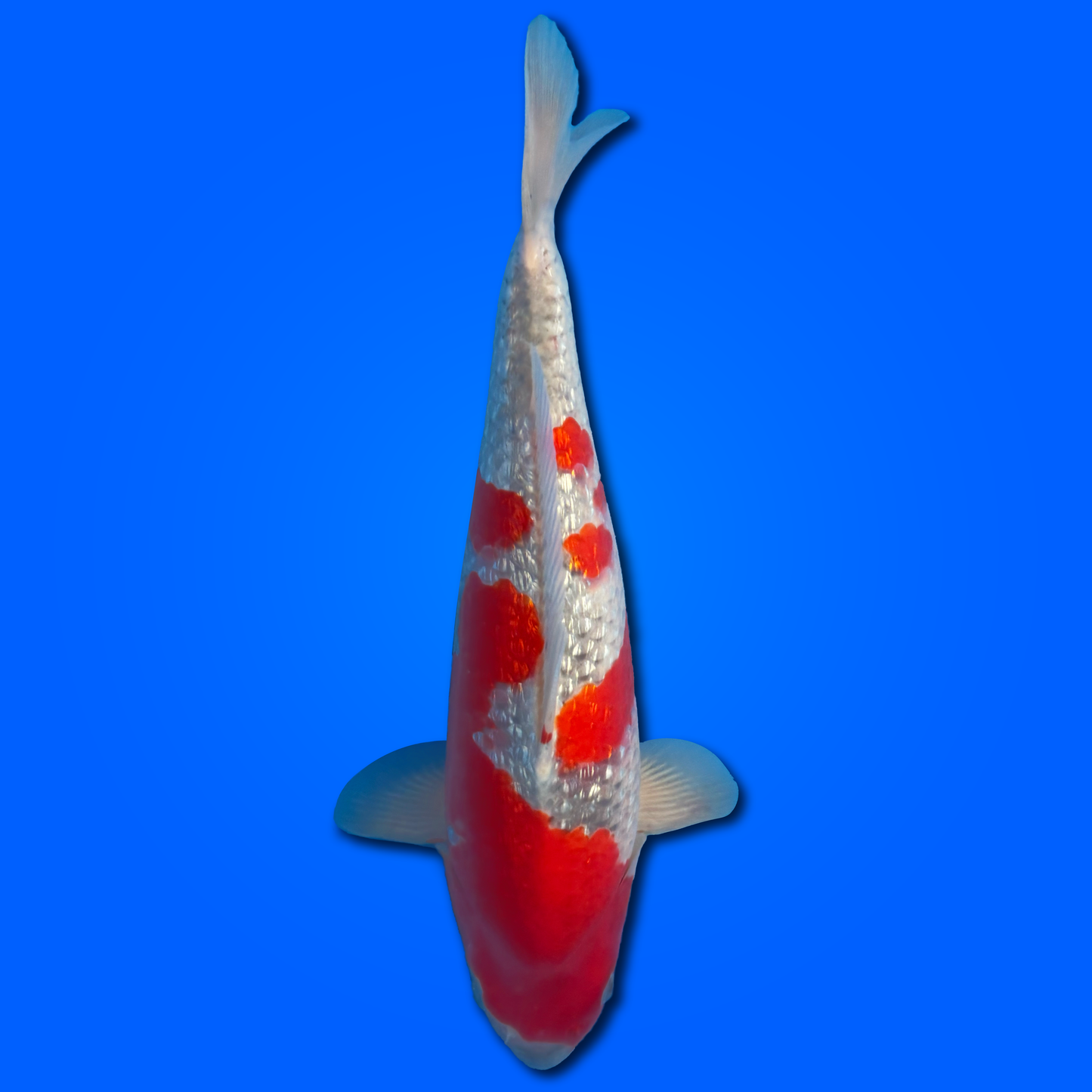 Carpa Koi Goshiki (Giappone 2025)