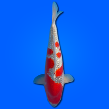 Carpa Koi Goshiki (Giappone 2025)