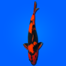 Carpa Koi Hi Utsuri (Giappone 2025)