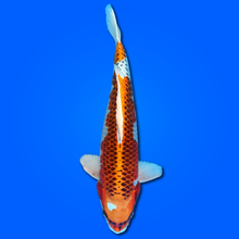 Carpa Koi Ki Kujaku (Giappone 2025)