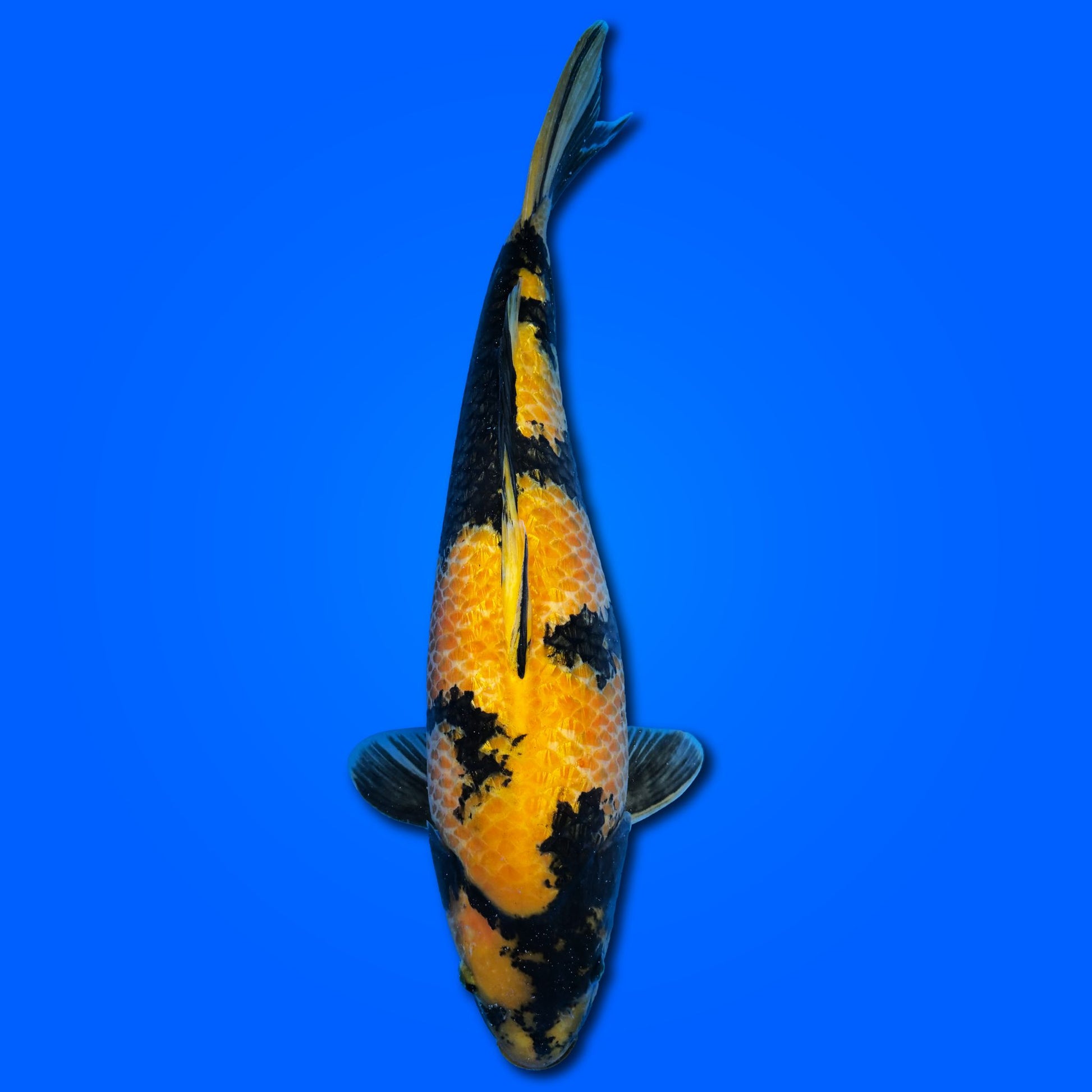 Carpa Koi Ki Utsuri (Giappone 2025)