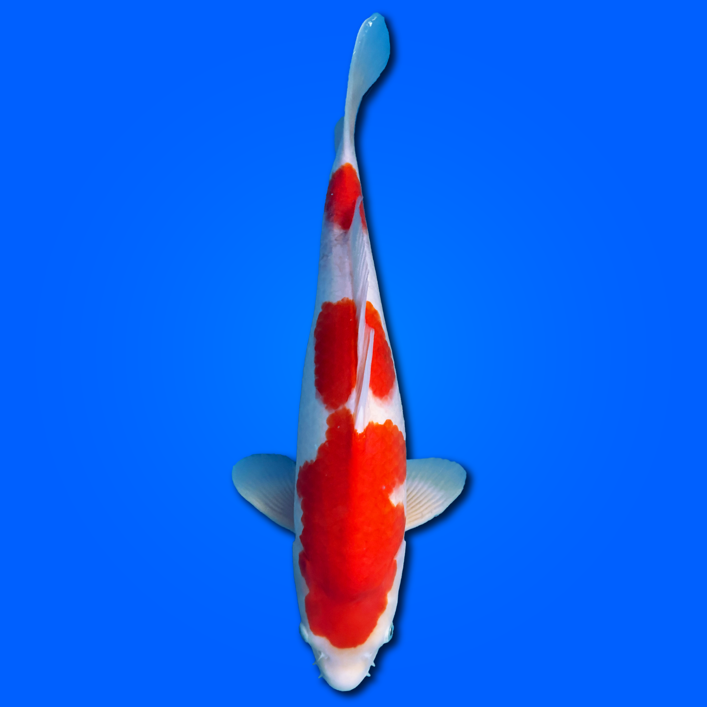 Carpa Koi Kohaku (Giappone 2025)