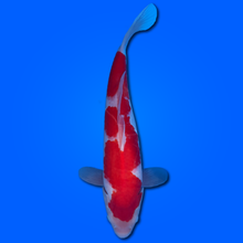 Carpa Koi Kohaku (Giappone 2025)