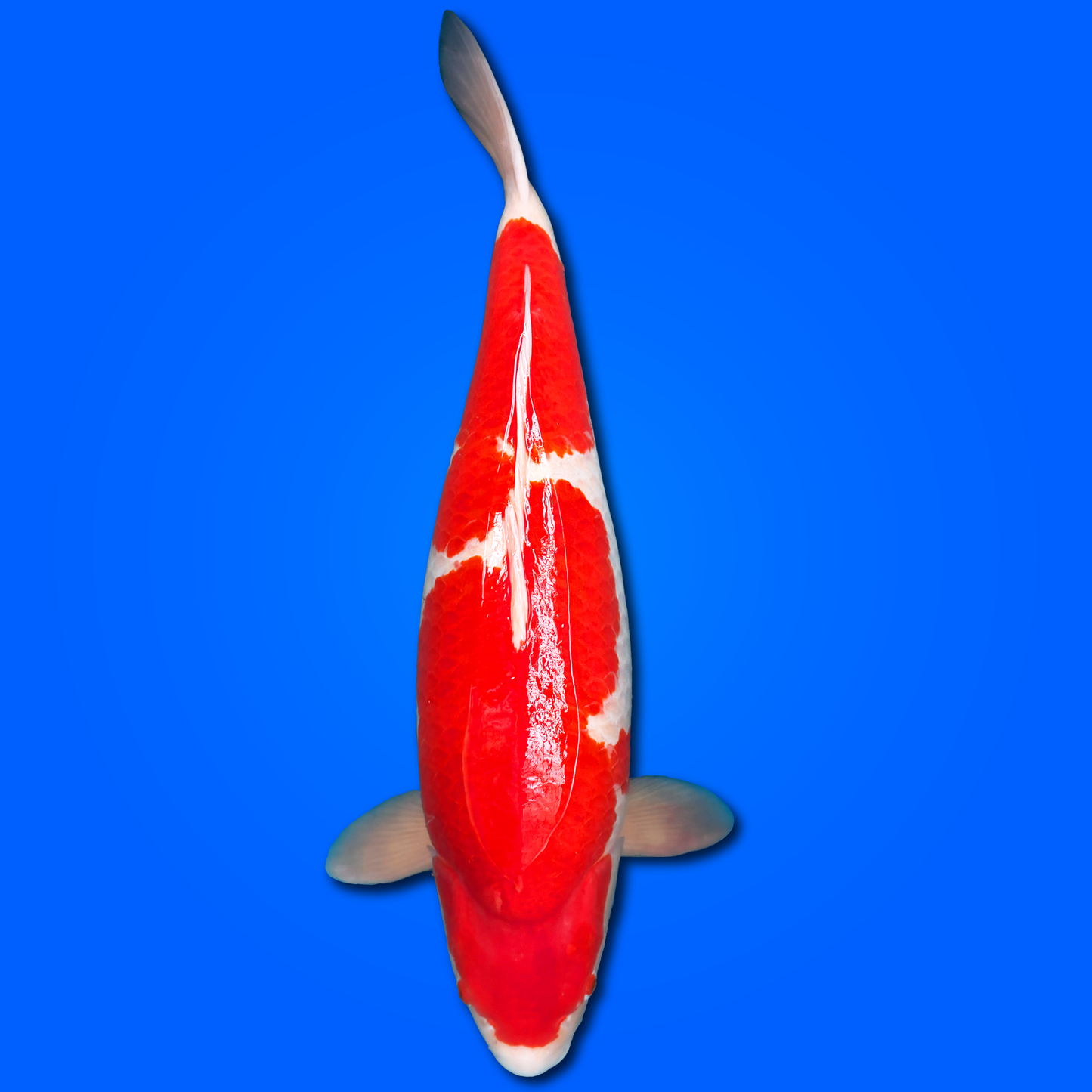 Carpa Koi Kohaku (Giappone 2025)