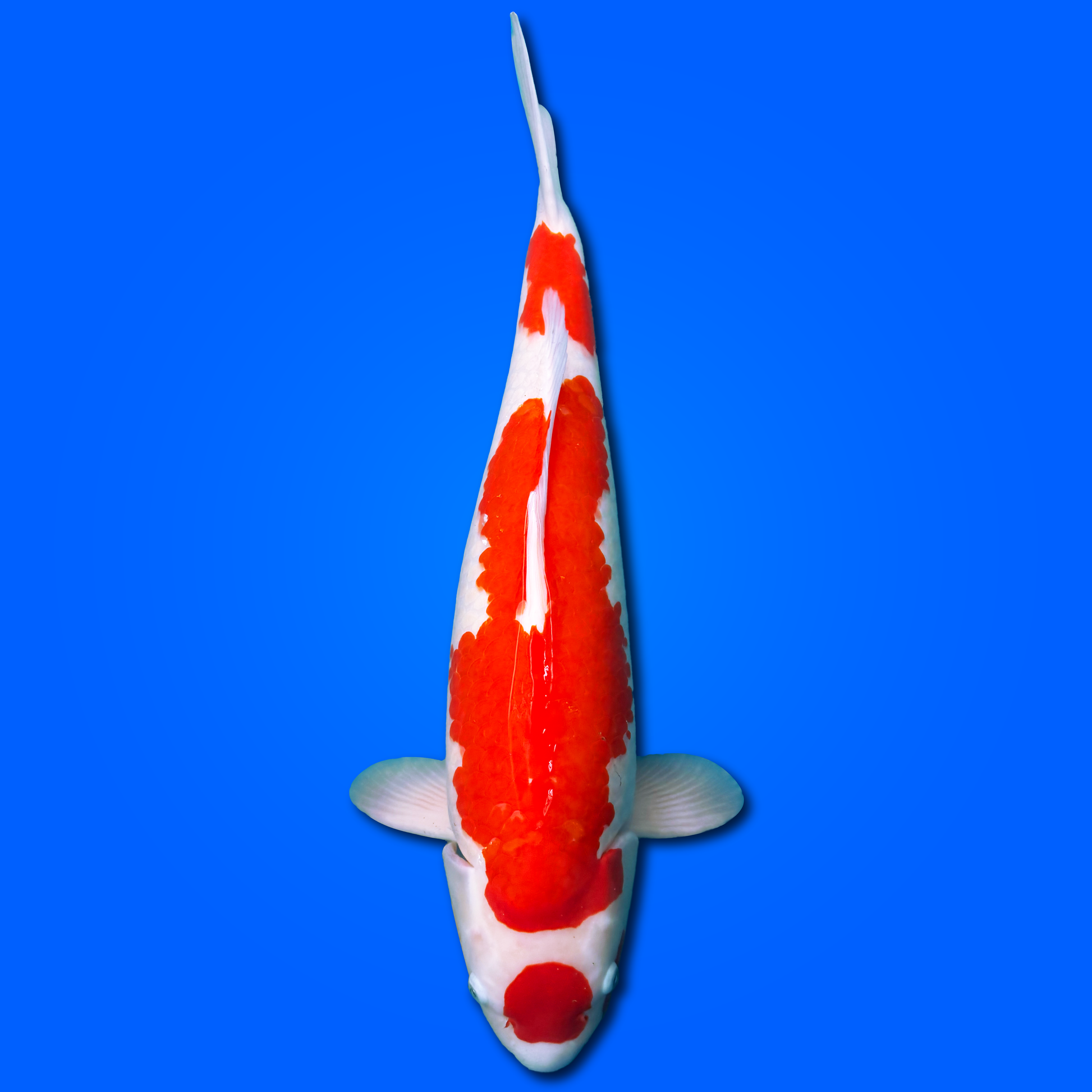 Carpa Koi Maruten Kohaku (Giappone 2025)