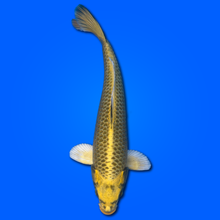 Carpa Koi Mukashi (Giappone 2025)