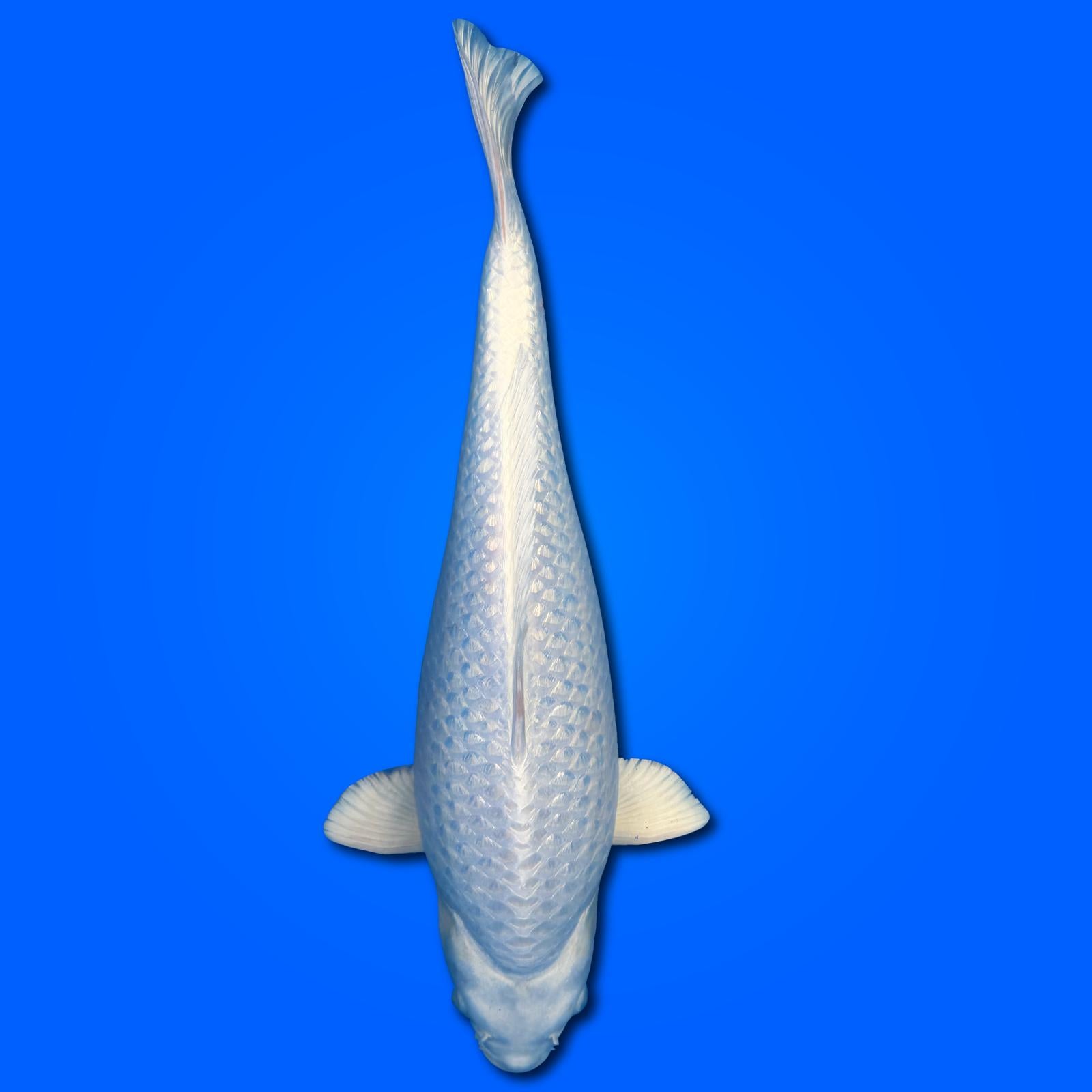 Carpa Koi Platina (Giappone 2025)