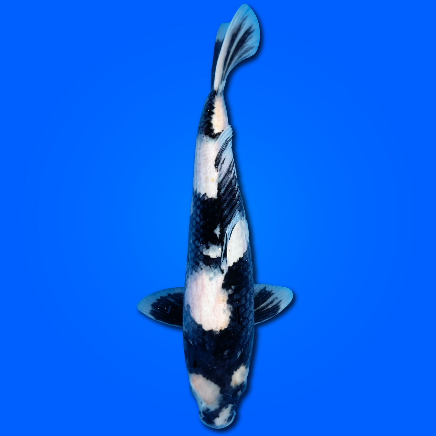 Carpa Koi Shiro Utsuri (Giappone 2025)