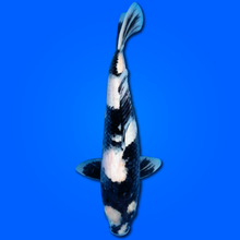 Carpa Koi Shiro Utsuri (Giappone 2025)