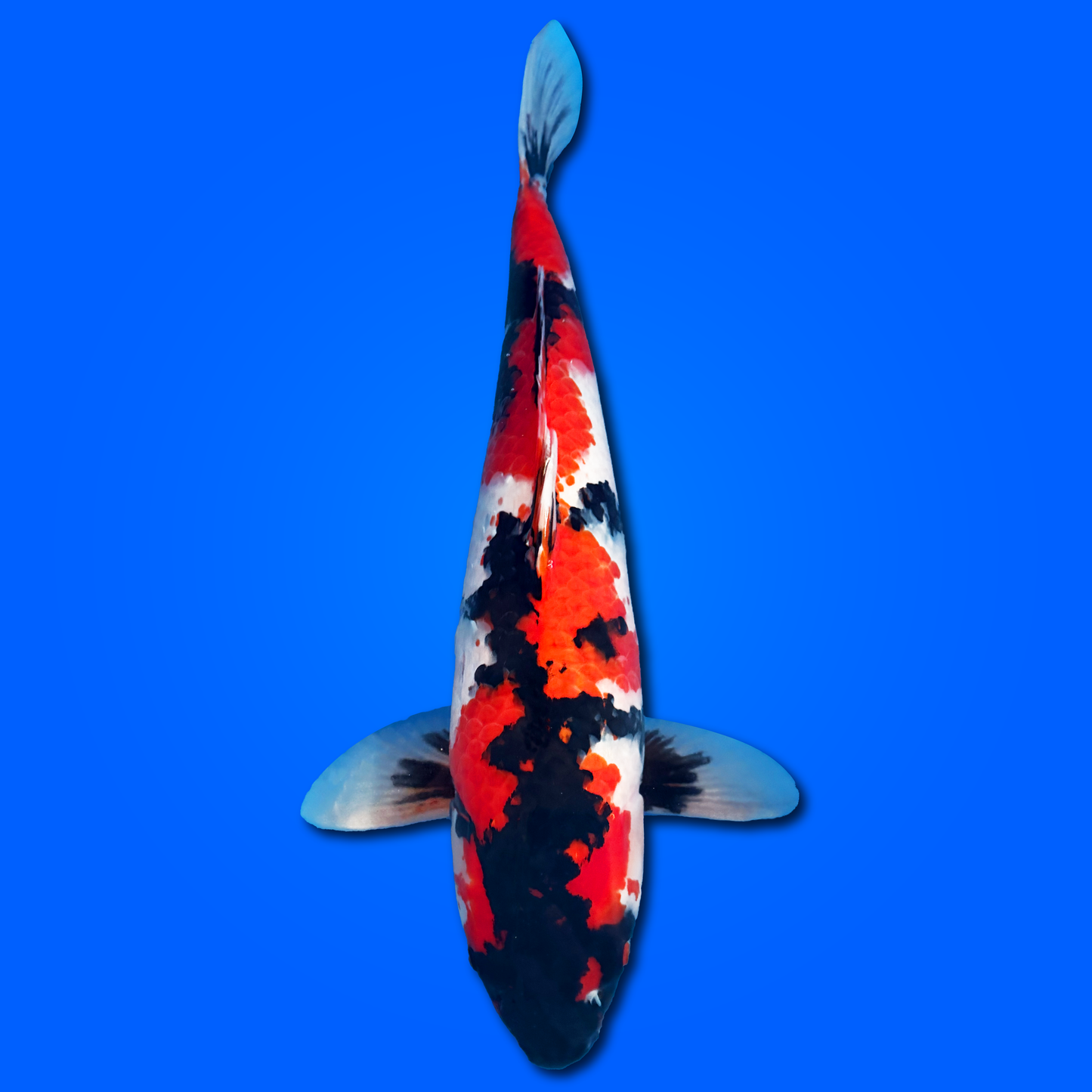 Carpa Koi Showa (Giappone 2025)