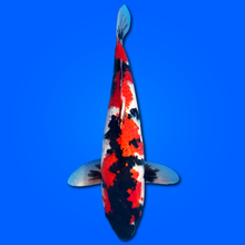 Carpa Koi Showa (Giappone 2025)