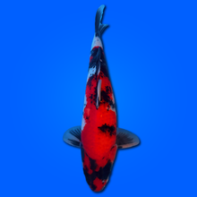 Carpa Koi Showa (Giappone 2025) 