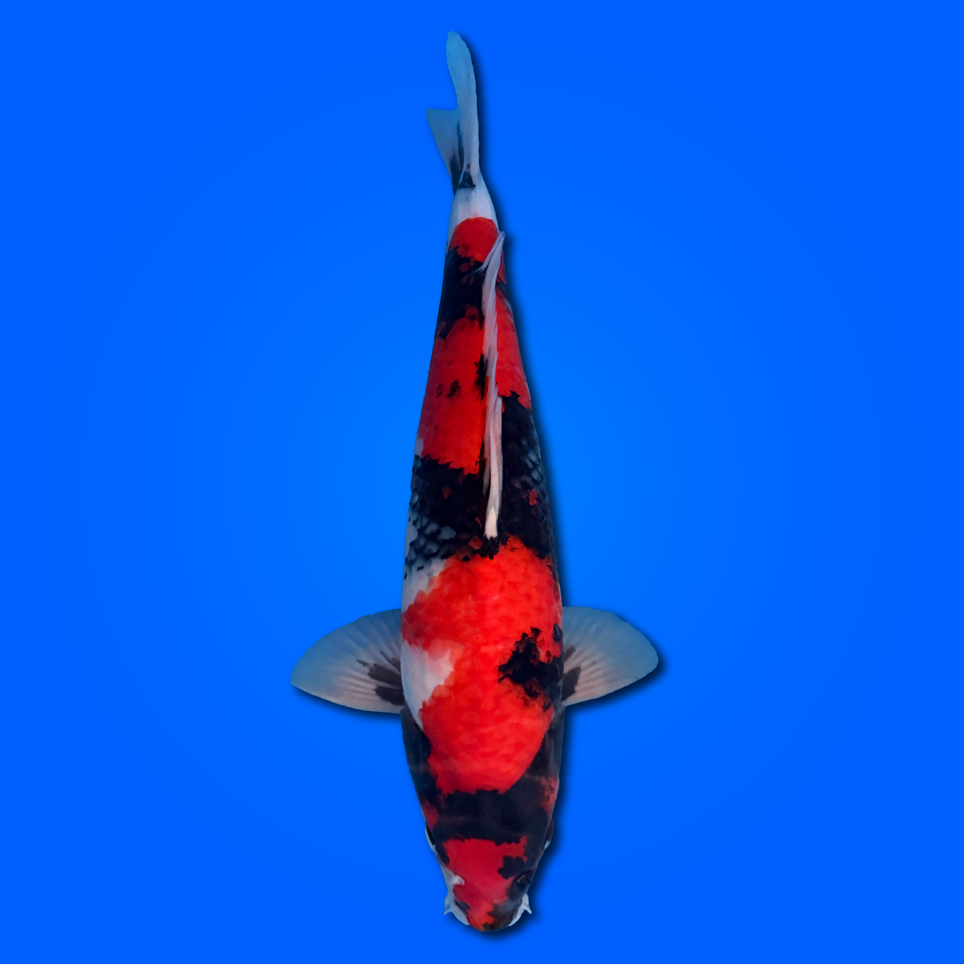 Carpa Koi Showa (Giappone 2025)