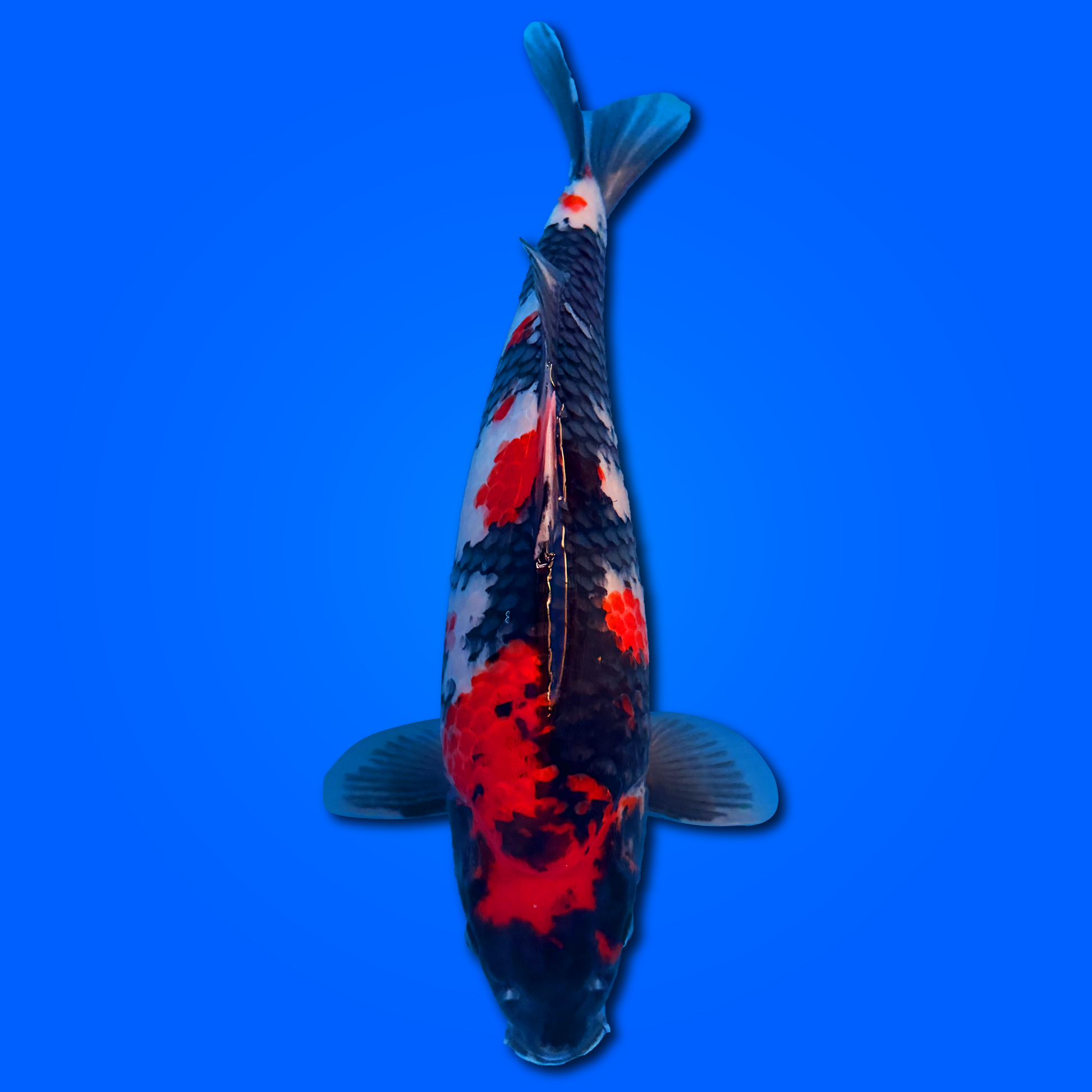 Carpa Koi Showa (Giappone 2025)