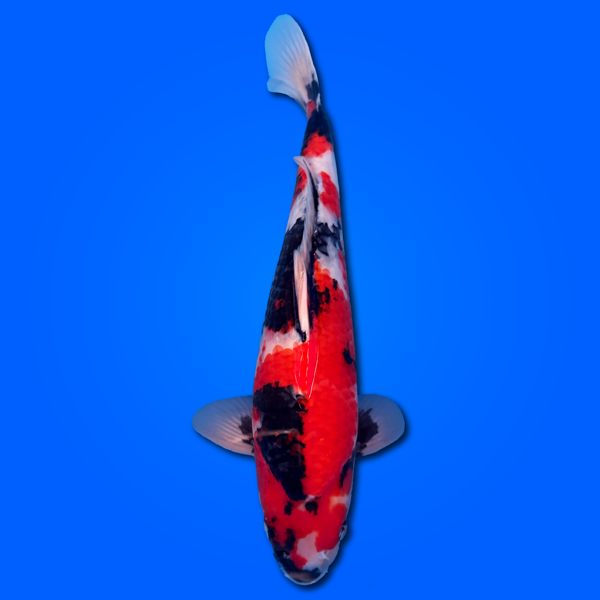 Carpa Koi Showa Giappone 2025